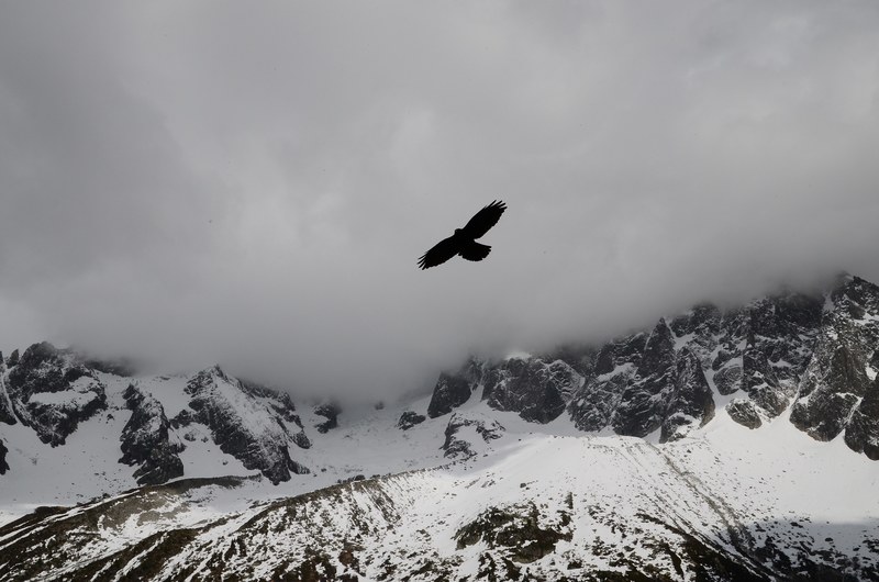 black bird with wings outstretched flying across snowy mountains in wintertime, bird flying over mountains 4k