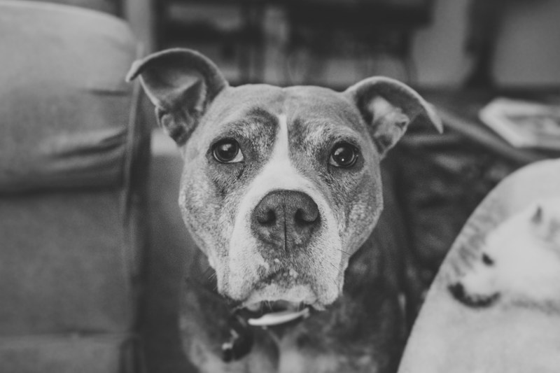 dog pet canine and black and white 4k