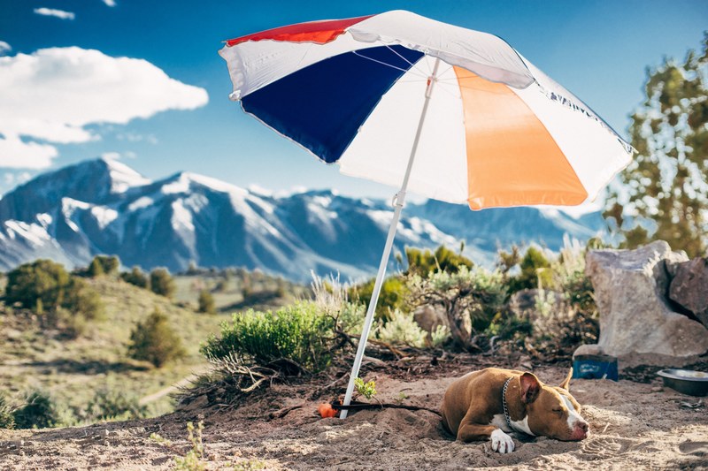 umbrella parasol shade and dog 4k