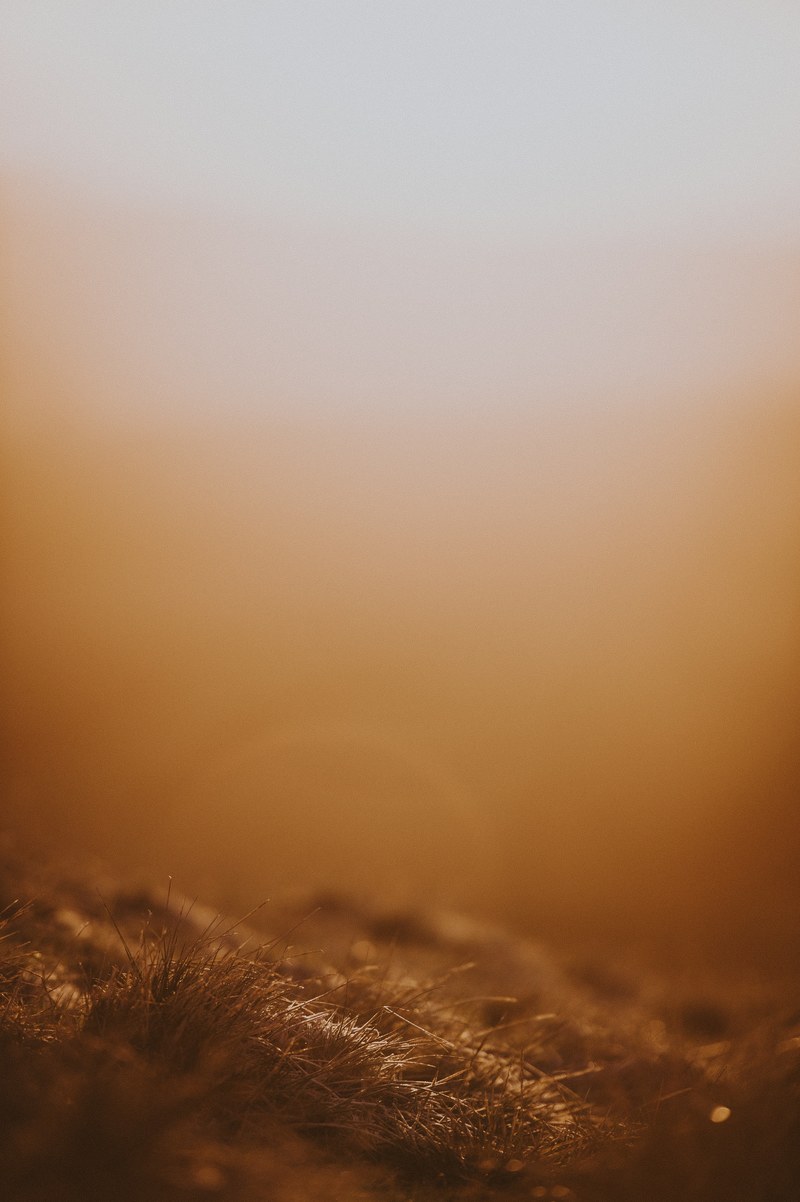 morning sunlight hitting grass 4k