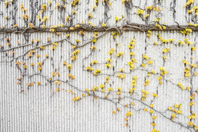 climbing plant wall growth and vine 4k