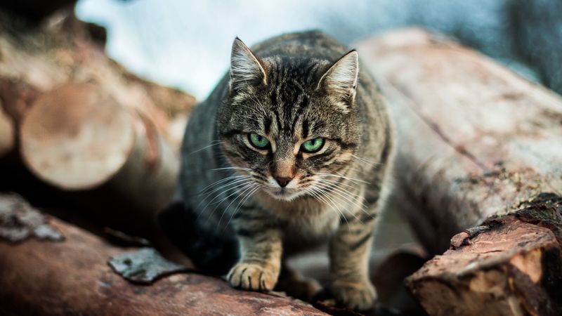 cat, striped, green-eyed, 4k