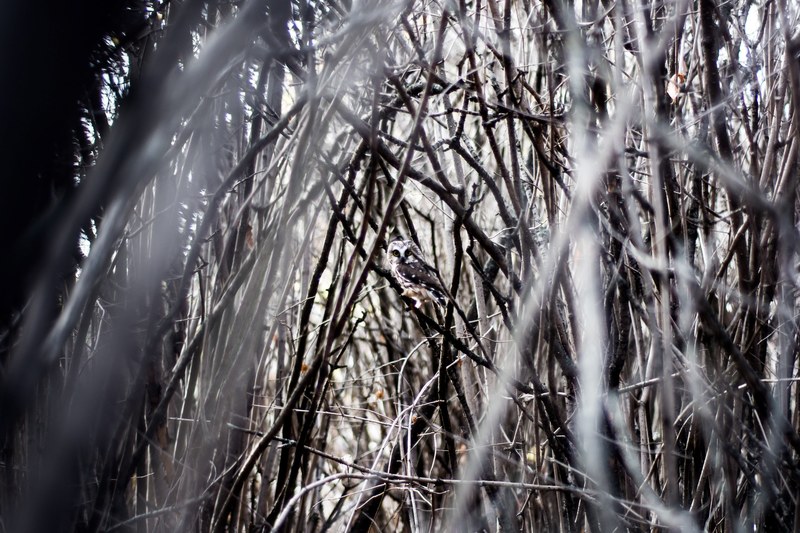 a small owl hiding in a thick mass of branches in edmonton, owl in the branches 4k