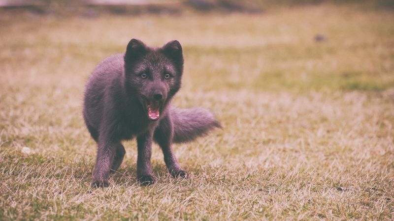 arctic fox, polar fox, wonder, black, 4k