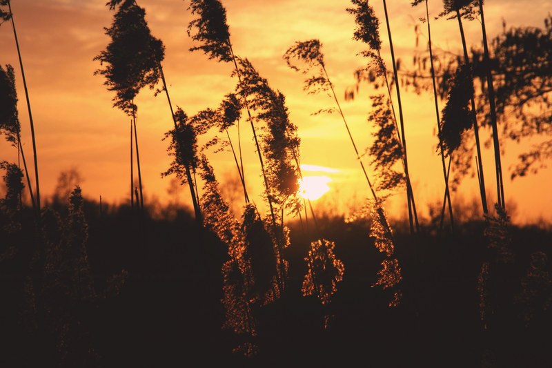 sunrise sunset golden hour and riet 4k