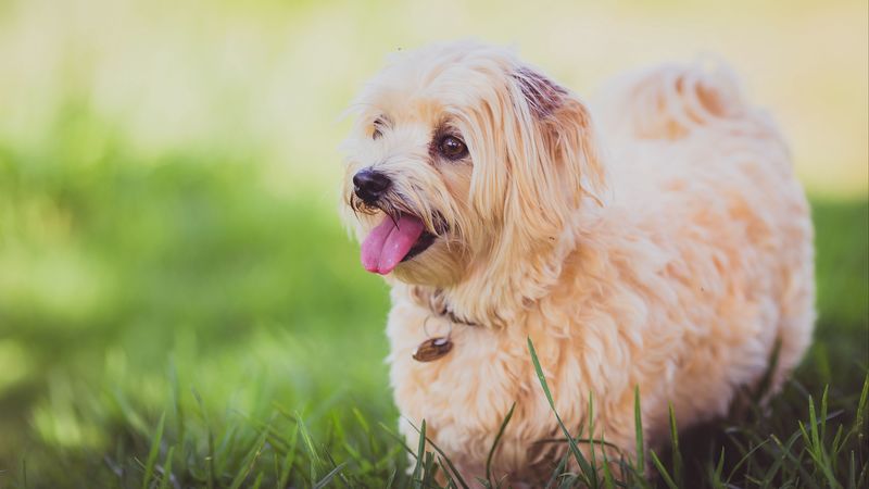 dog, furry, puppy, walk, 4k