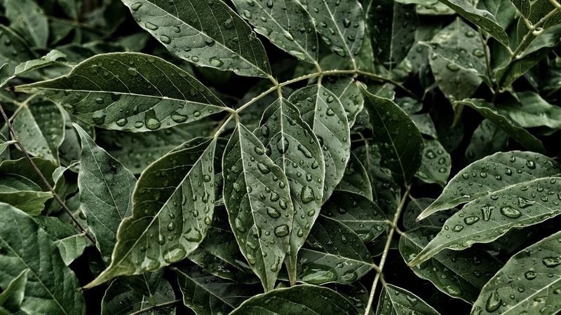 leaves, drops, surface, 4k