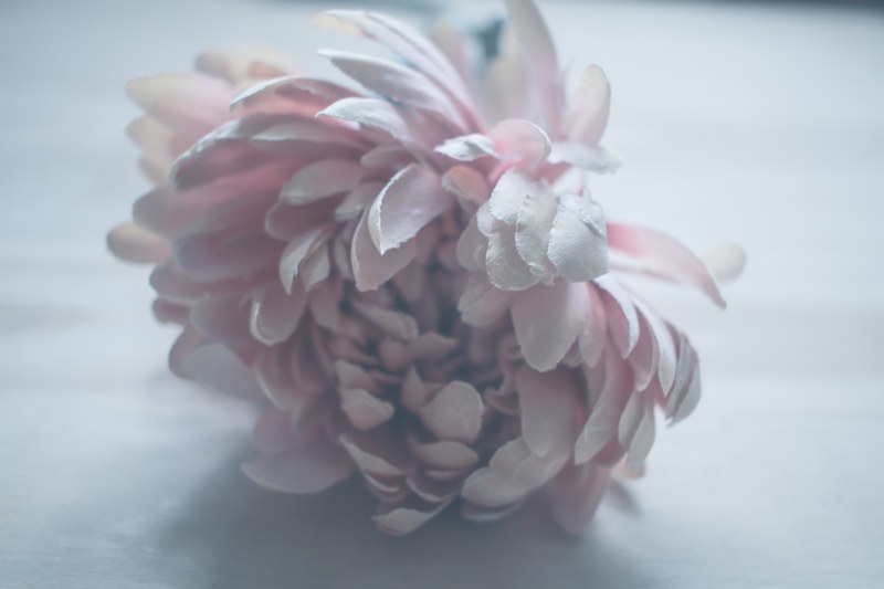 pale floral pale flower fake plant and pink faded petal 4k