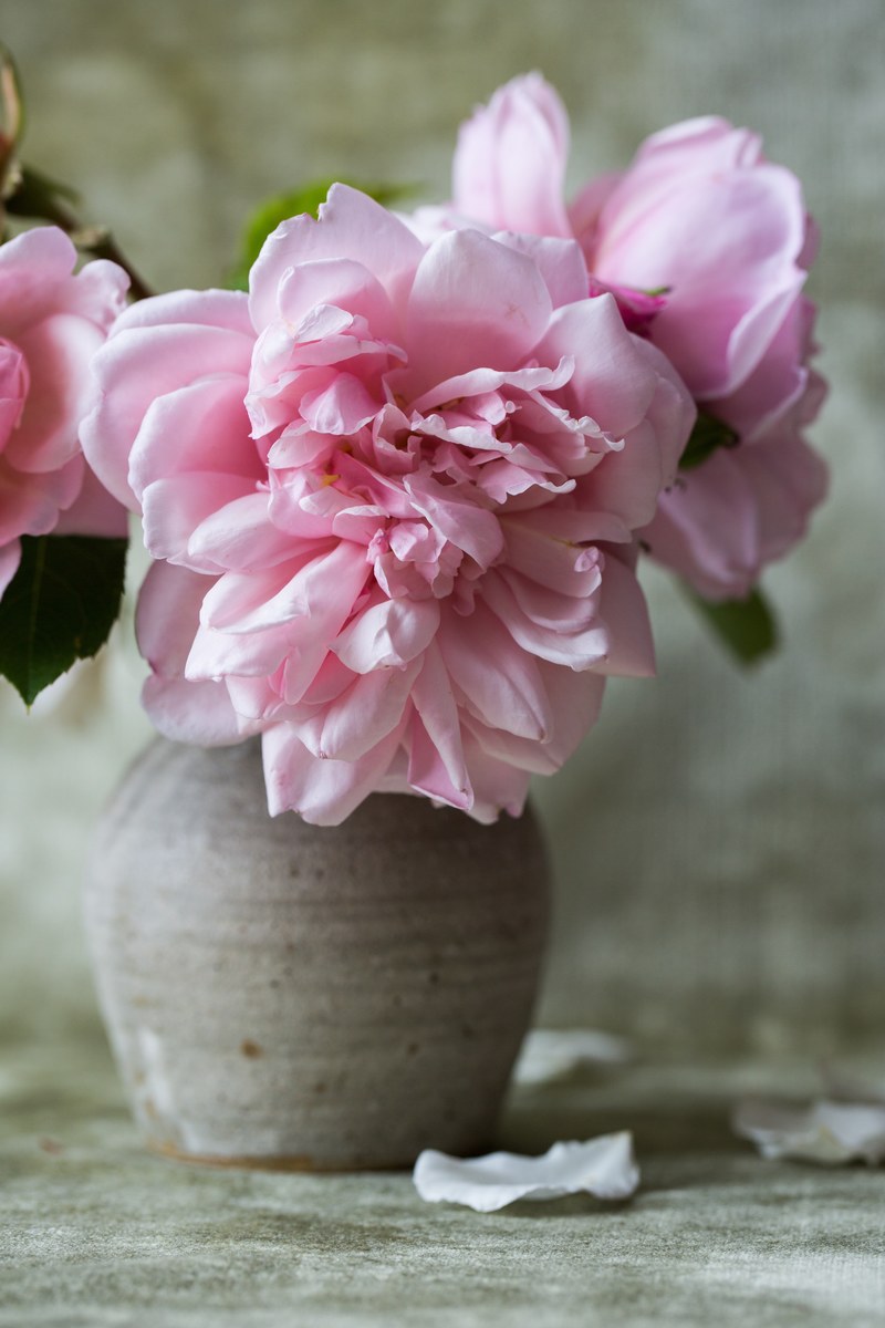 flower rose pink rose and texture hd, 4k