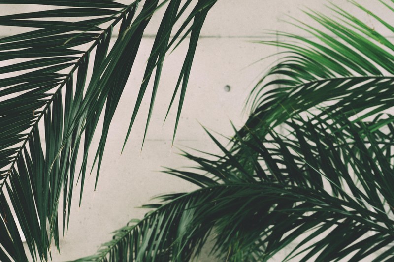 plant leaf leafe and palm 4k