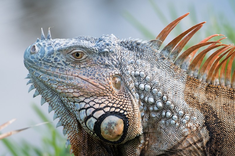 animal lizard reptile and scale 4k