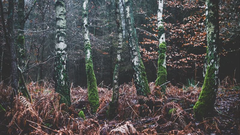 forest, trees, moss, autumn, 4k