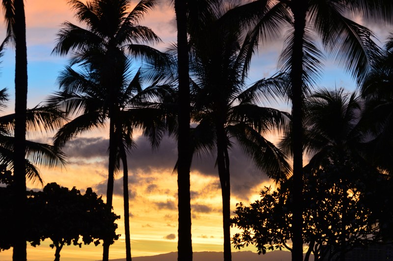 sky evening hawaii and palm tree 4k
