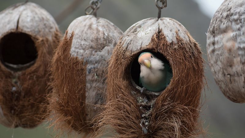 bird, parrot, nest, 4k