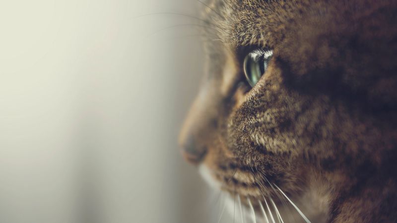 cat, profile, muzzle, eyes, 4k