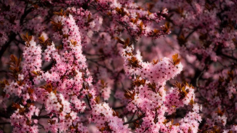 flowers, spring, bloom, pink, 4k