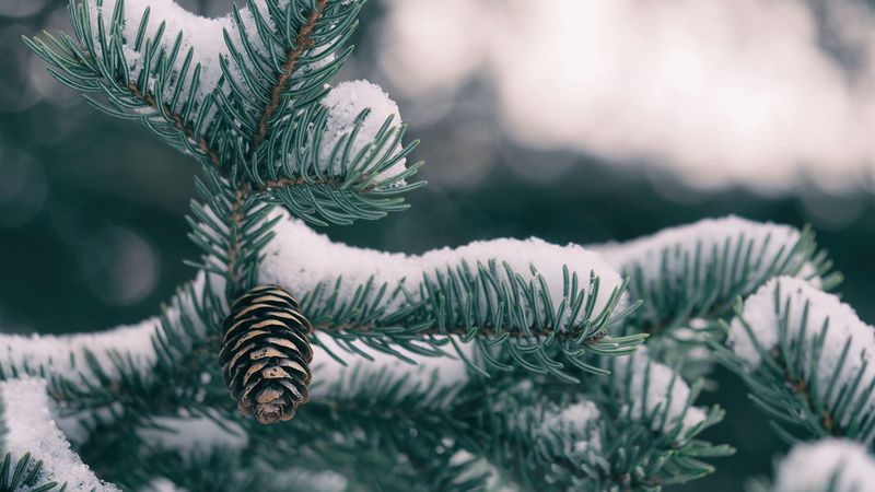 spruce, cones, snow, 4k