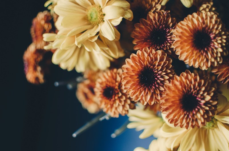 close up of orange dahlias and other yellow flowers, orange and yellow flowers in close up 4k