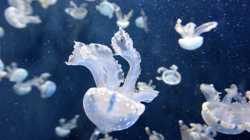 jellyfish, underwater, tentacles, swimming, 4k