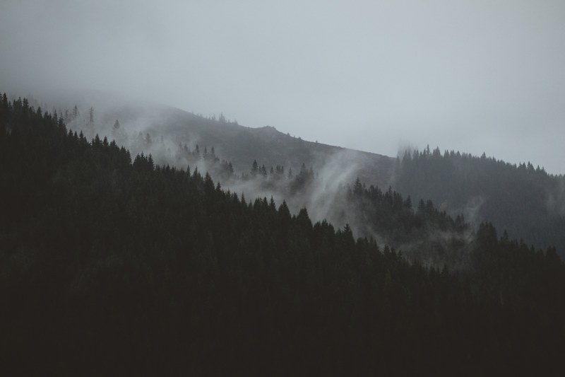 a dim shot of a misty wooded slope in slovakia, a little peace from slovakia iv 4k