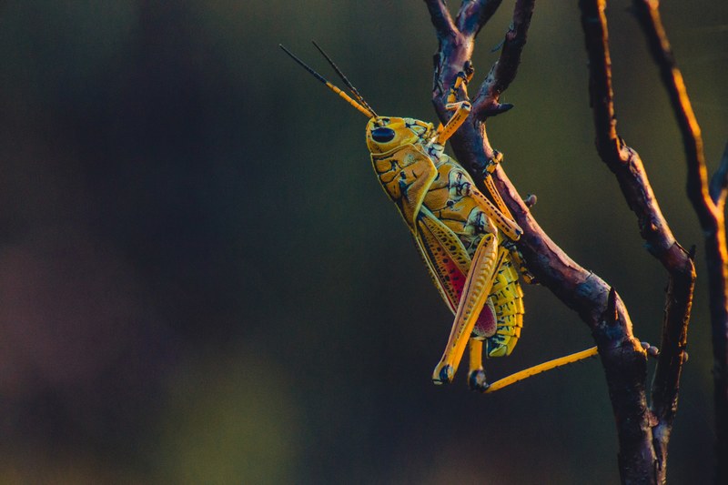 a close up of a bright yellow grasshopper sitting on a branch, yellow grasshopper on a branch 4k