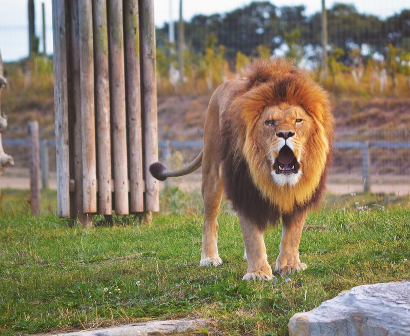 a male lion baring its teeth in an enclosure, hear me roar 4k