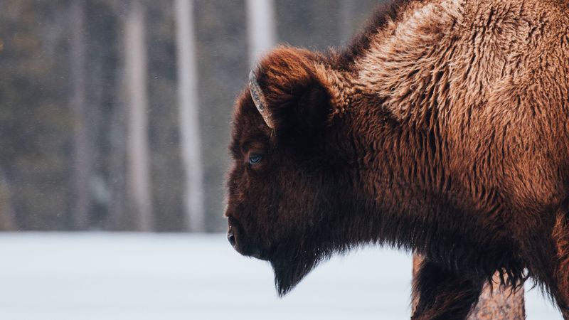 buffalo, animal, snow, 4k