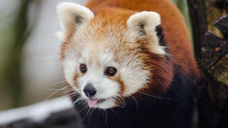 red panda, lesser panda, protruding tongue, 4k