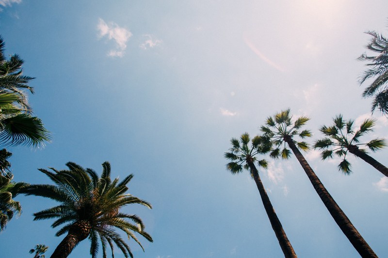 palm trees touching the blue sky in barcelona, barcelona palm trees 4k