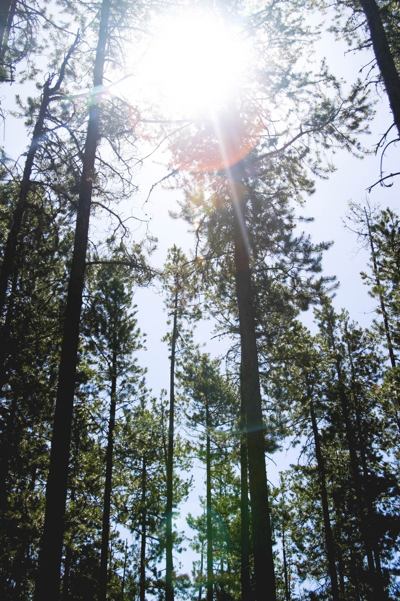 tree forest wood and nature hd, 4k