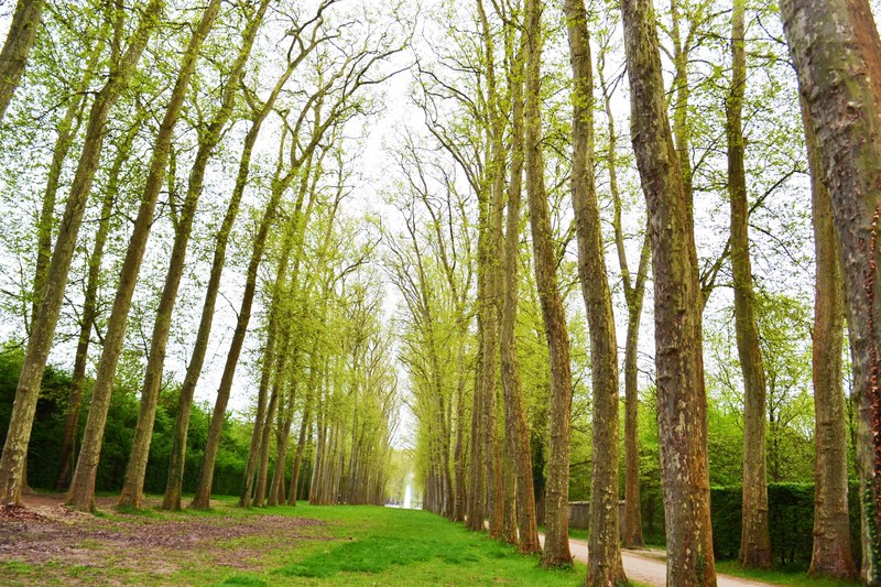a path surrounded by trees in the gardens of versailles, versailles trees 4k