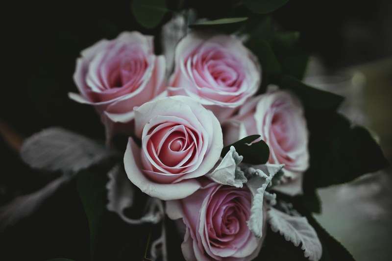 a pale shot of regular pink roses, pink bouquet 4k