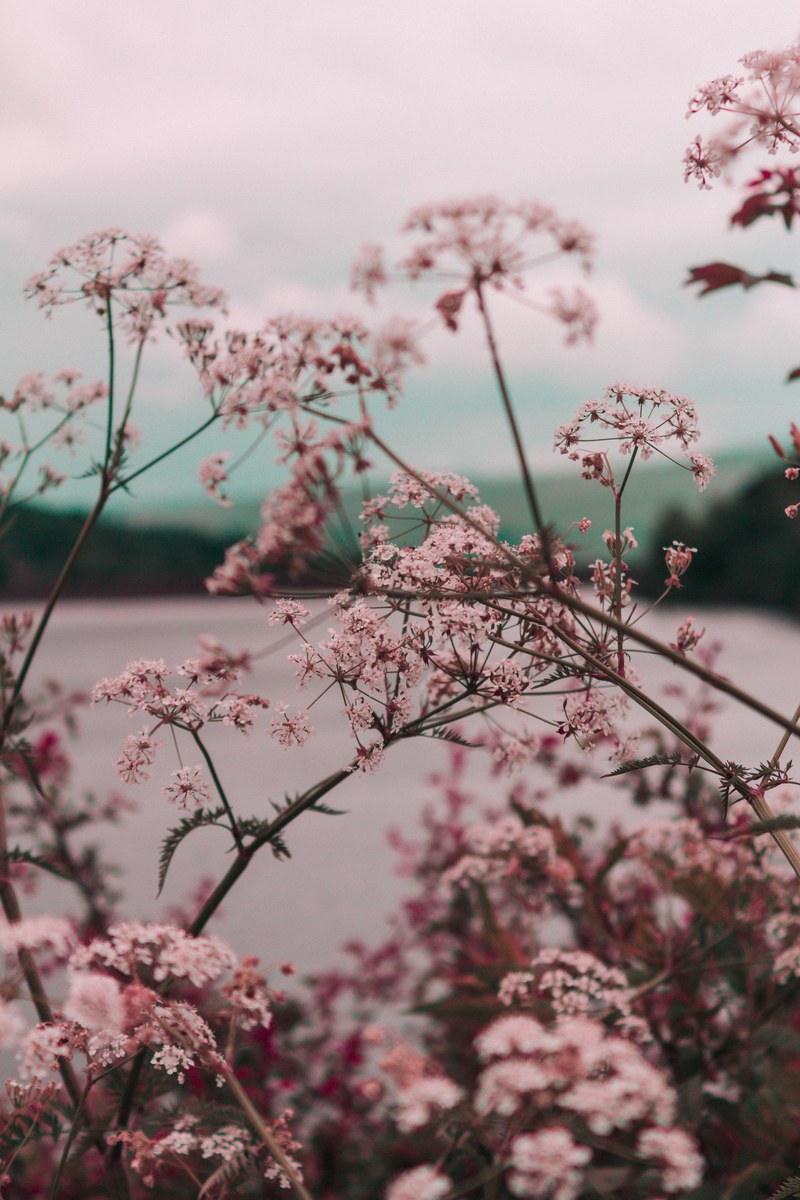 a canopy of light pink flowers on long branches over a lake, isolated beauty 4k