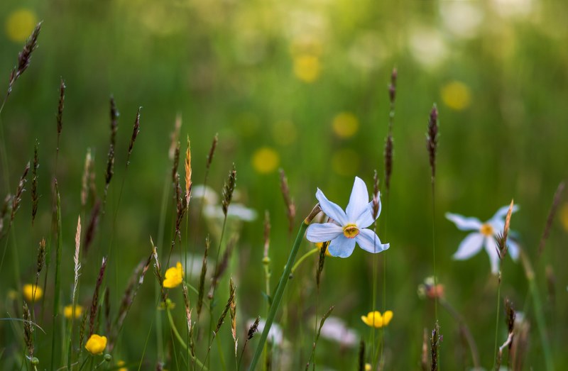 white narcissus flowers among grass and yellow buttercups, narcissus and buttercup 4k