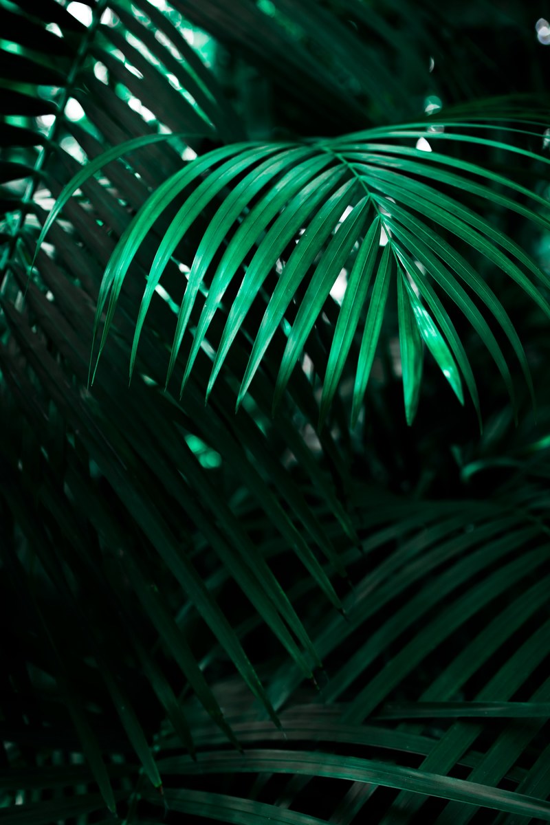 botanical gardens 4k