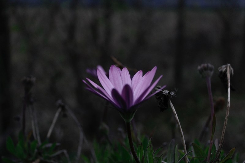 a violet flower spreading its petals against a desaturated background, in the garden 4k