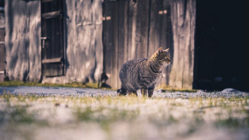 cat, tabby, walk, 4k