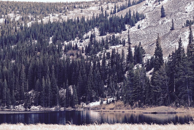 coniferous trees on a slope near a quiet lake in eldora, tranquil lake in eldora 4k