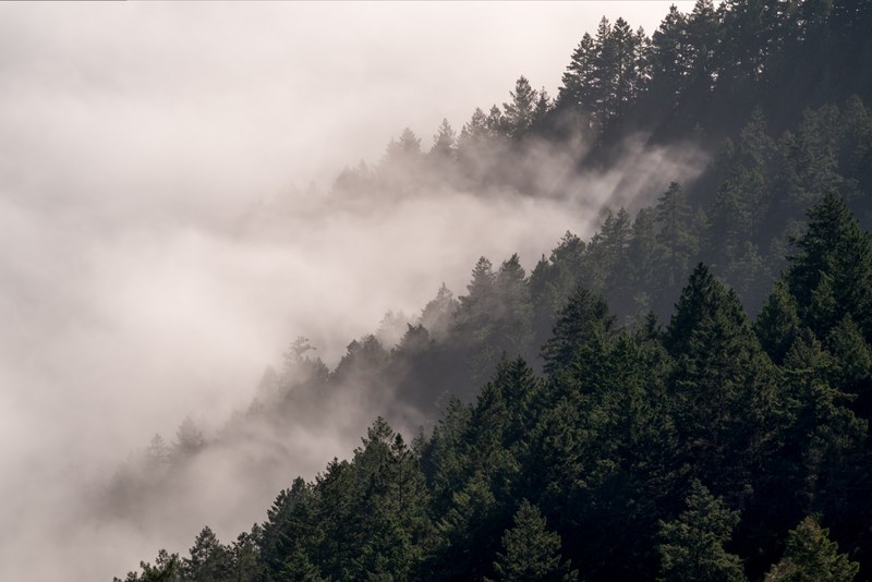 fog over a coniferous forest in stinson beach, fog among trees 4k