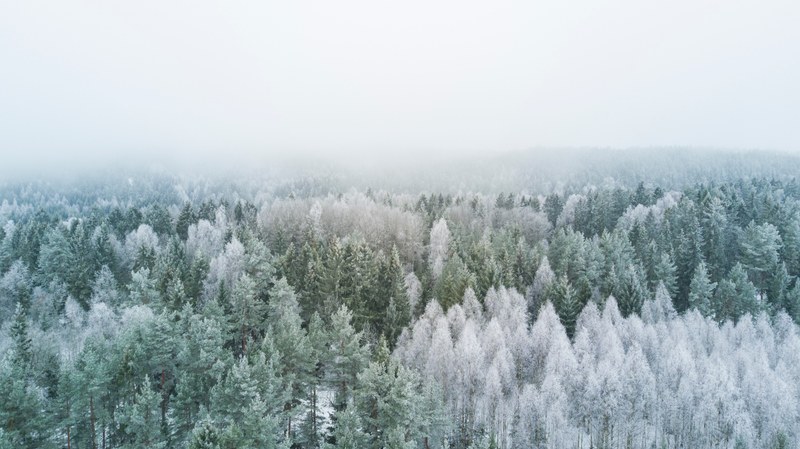 a vast evergreen forest with white frost on tree branches, white trees 4k