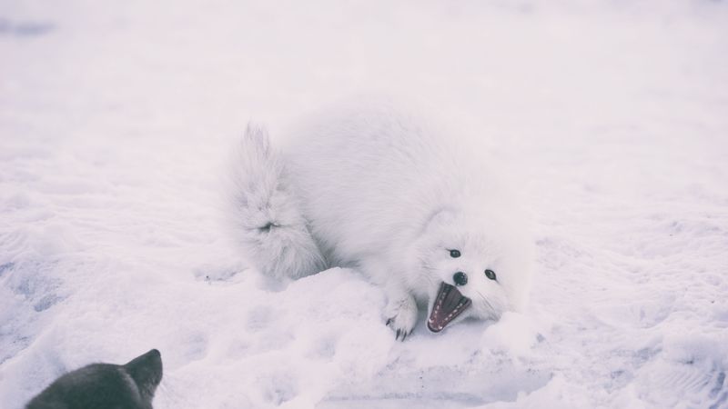 polar fox, arctic fox, playful, snow, 4k