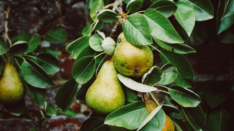 pear, branch, fruit, 4k