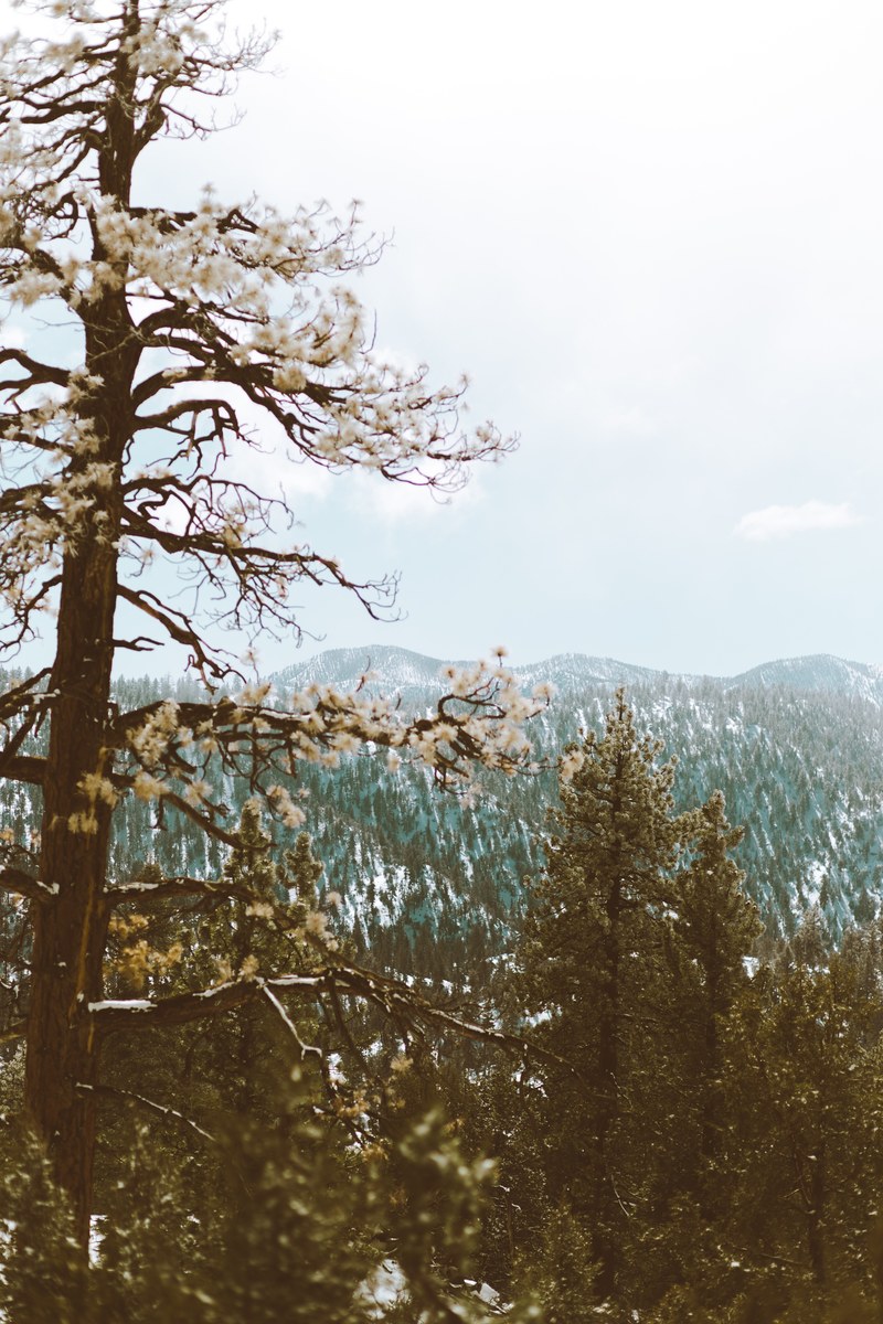 frost on trees near big bear lake with low mountains on the horizon, frost on branches 4k