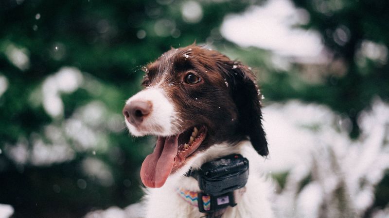 dog, muzzle, snow, glare, collar, 4k