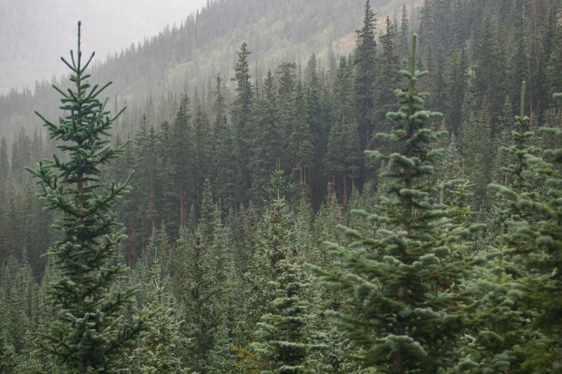tall coniferous trees in a forest near mount belford, tall conifers in the mountains 4k