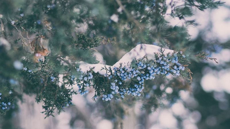 berry, branch, glare, 4k