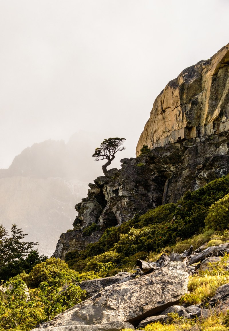 rocky cliffs lined with greenery and trees, tree on the bluffs 4k