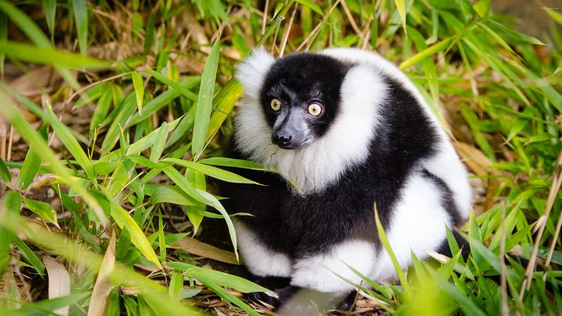 ruffed lemur, lemur, fluffy, 4k