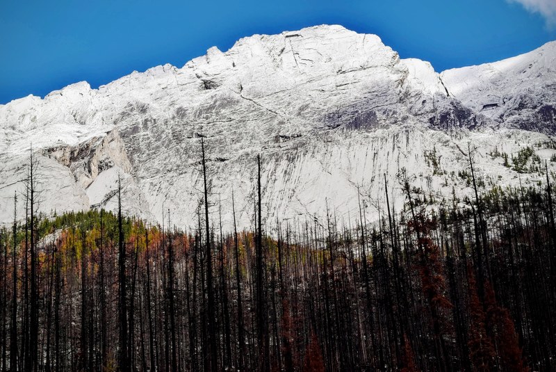 bare trees near a steep white rock face in jasper national park, bare trees and white rock face 4k
