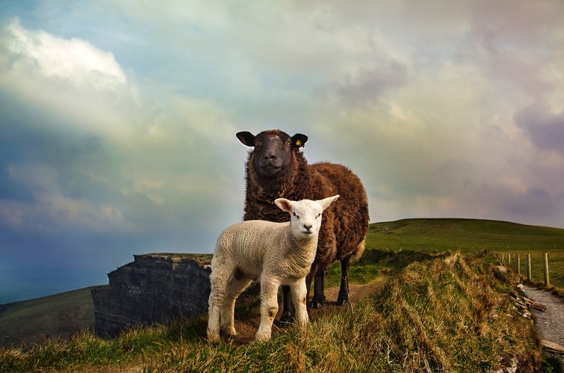 brown sheep and white lamb stand on grassy hillside, sheep and lamb on hill 4k
